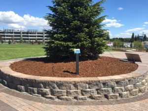 Manorstone in Summit Blend forms a protective ring around the Holiday Tree, Town Center Park Federal Way WA