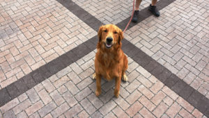 Mutual Materials Permeable Pavers are Dog Tested and Approved